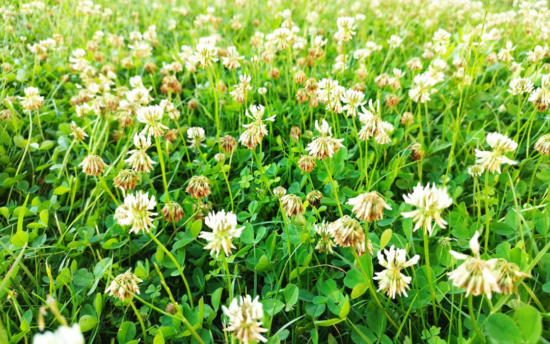 alternatives to grass lawns - field of flowers