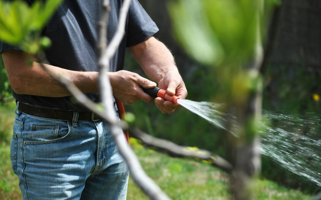 Lawn Care Never Gets Old: Lawn Care Tips for Seniors