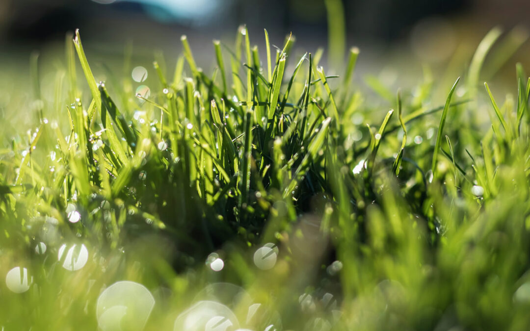 Optimal Lawn Mower Blade Positioning for a Healthy Lawn